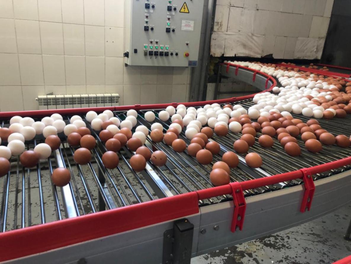 Хабаровский край увеличивает производство яиц 