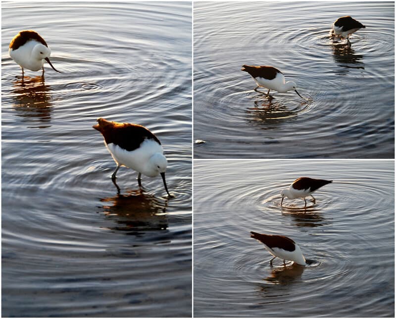 PicMonkey Collage.jpg