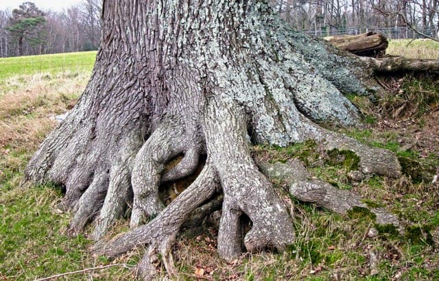 TreeRoot TreeRoot