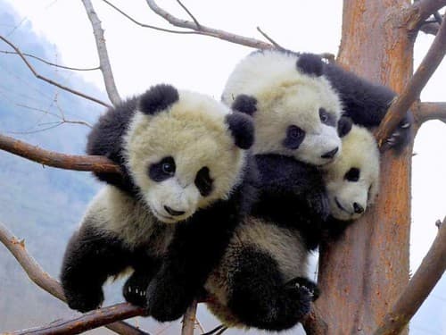 Chinese Panda