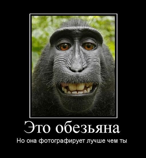 Эта обезьяна фотографирует лучше чем ты Эта обезьяна фотографирует лучше чем ты