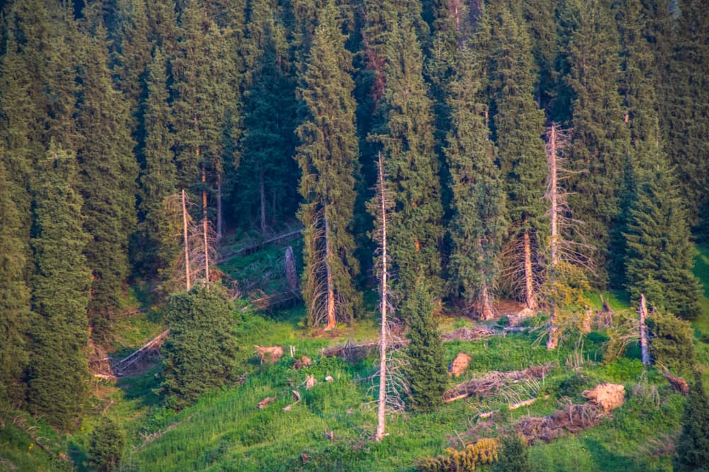Кок-Джайляу Кок-Джайляу