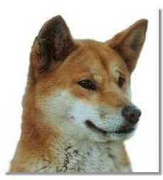 Dingo