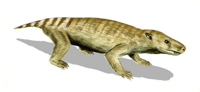 Картинка из http://en.wikipedia.org/wiki/File:Thrinaxodon_BW.jpg Картинка из http://en.wikipedia.org/wiki/File:Thrinaxodon_BW.jpg