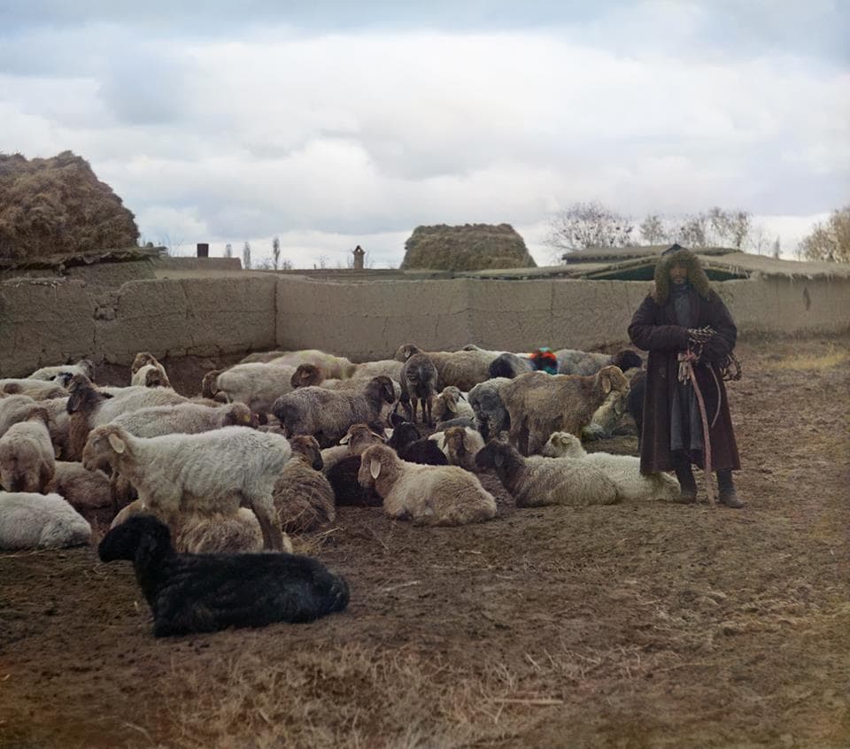 Фото 5 "Курдючные овцы. Голодная степь", 1911 год, реставратор А. Гриденко. Фото 5 "Курдючные овцы. Голодная степь", 1911 год, реставратор А. Гриденко.