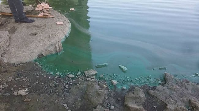 Весь покрытый зеленью Весь покрытый зеленью