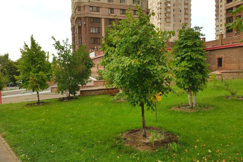 приствольный круг деревьев, приствольный поливочный круг саженцев,