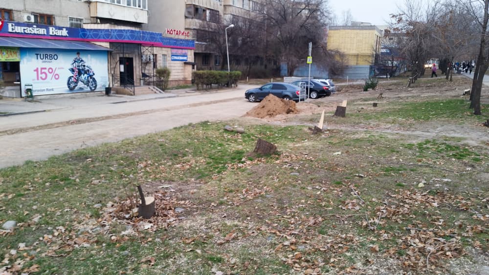 вырубка здоровых деревьев алматы, экология алматы, массовая вырубка деревьев алматы, алматы деревья, алматы универсиада, универсиада алматы, акимат алматы, алматы деревья, алматы вырубка