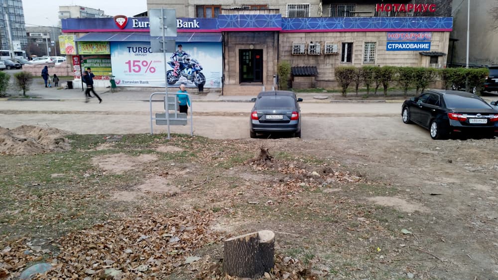вырубка здоровых деревьев алматы, экология алматы, массовая вырубка деревьев алматы, алматы деревья, алматы универсиада, универсиада алматы, акимат алматы, алматы деревья, алматы вырубка
