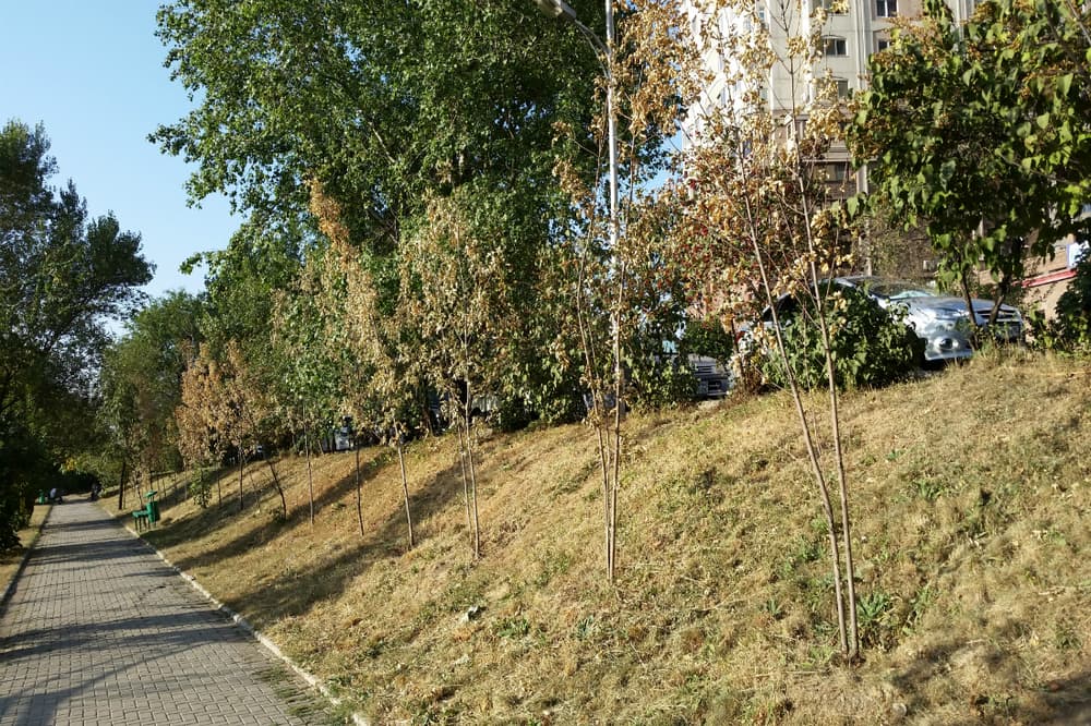благоустройство алматы, озеленение алматы, проблемы озеленения алматы, проблемы благоустройства алматы, алматы деревья гибель саженцы, алматы уход деревья алматы саженцы