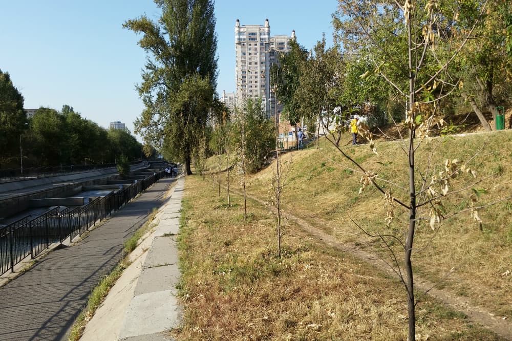 уход за зелеными насаждениями алматы, погибшие насаждения алматы, экология алматы, озеленение уход алматы, озеленение алматы, деревья алматы, саженцы алматы