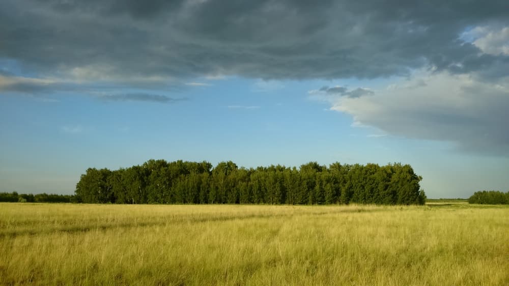 Лесок