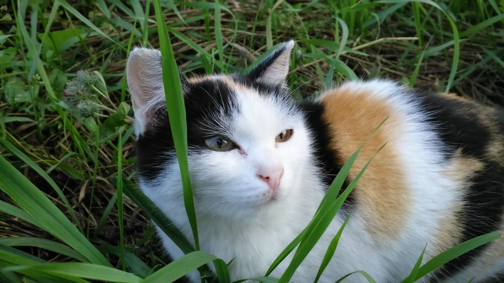 Позирующий кот)